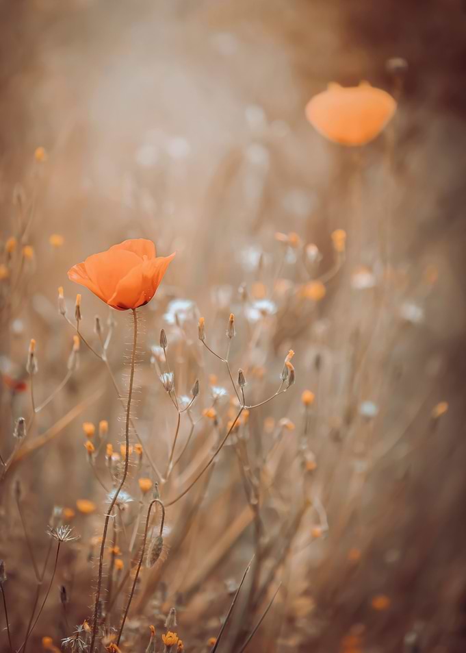Red poppy flowers, macro