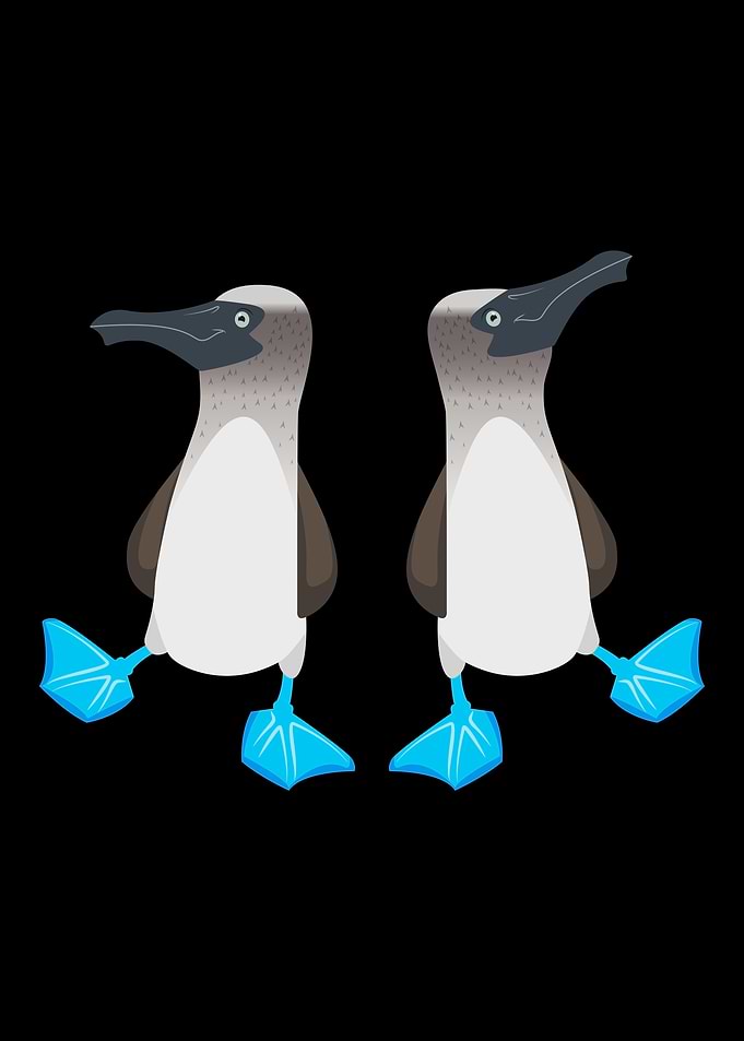 Dancing Blue Footed Booby