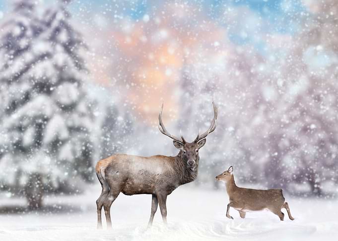 Deer