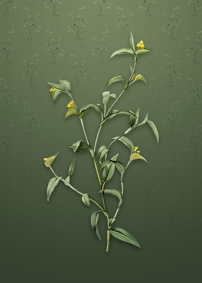 Vintage Commelina Africana