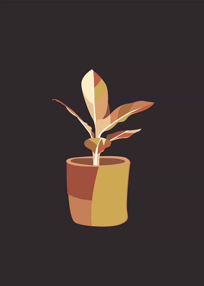 beautiful houseplant popar