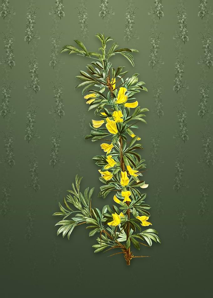 Vintage Caragana Spinosa