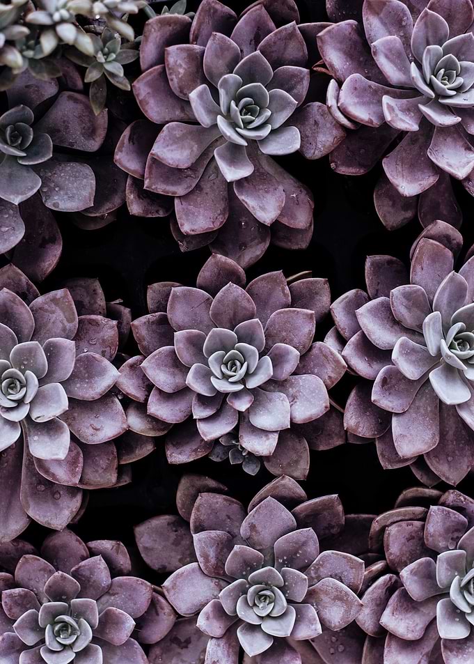 Purple Succulents