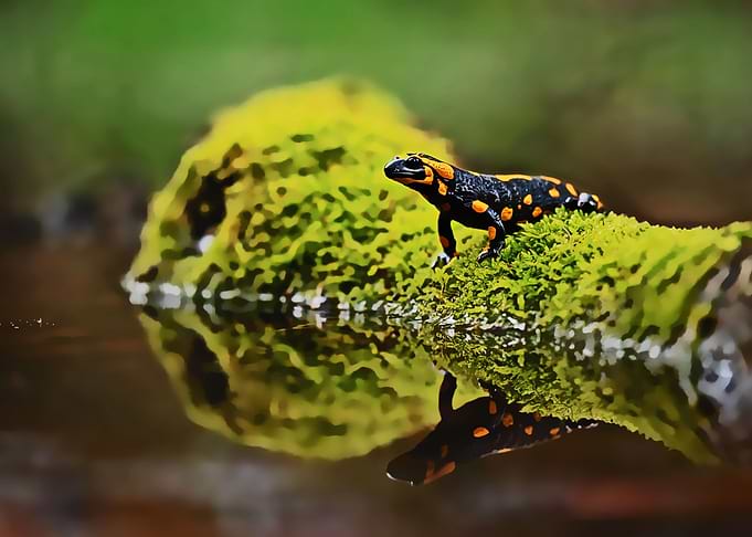 A SALAMANDER