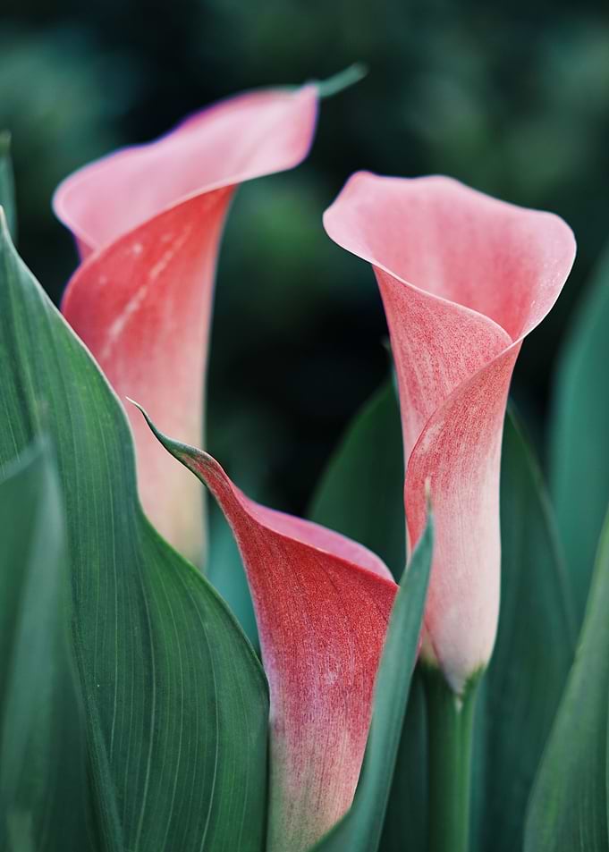 Calla Lily