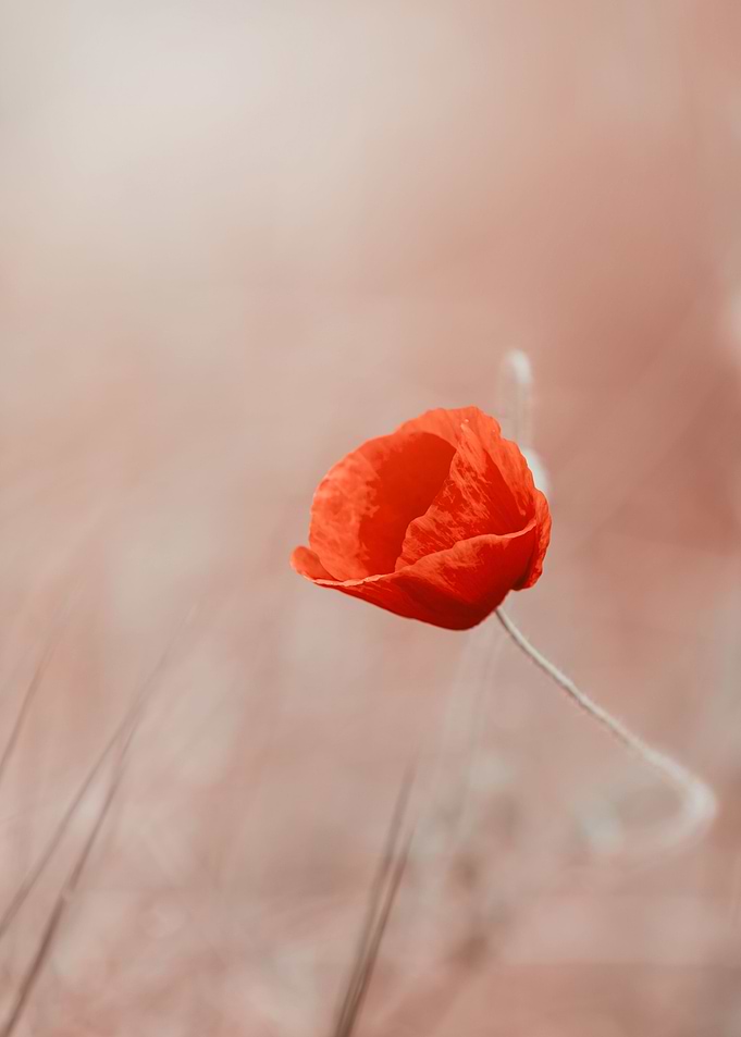 Red poppy flowers, macro