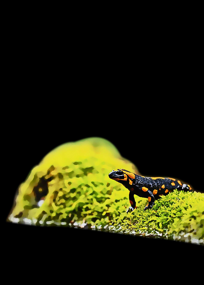 SALAMANDER ART