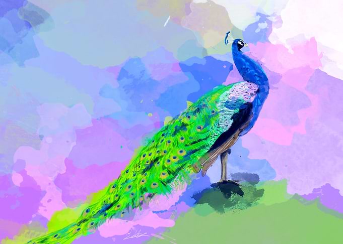 Majestic Peacock
