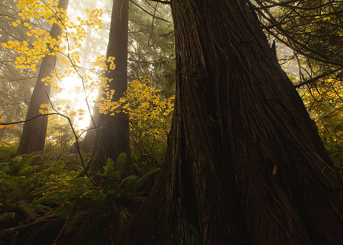 Foggy Autumn Forest