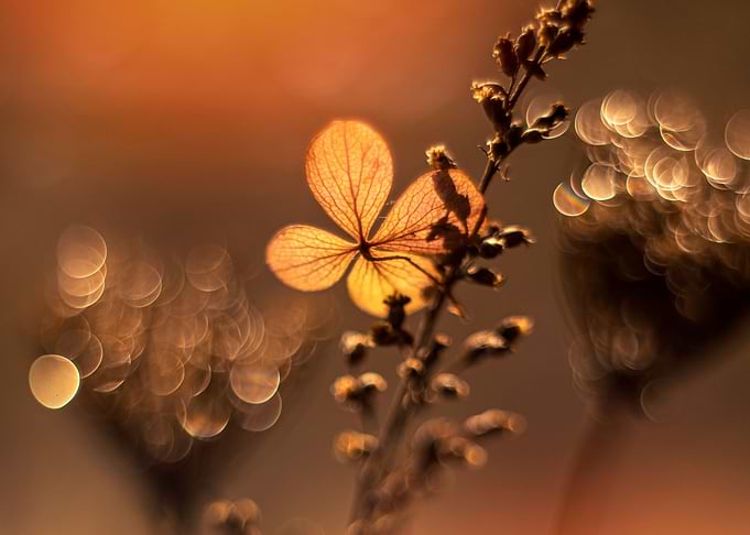 Autumn impression