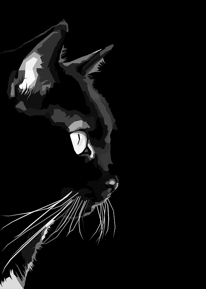 Cat black and white