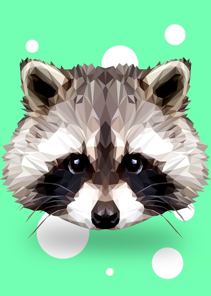 Raccoon