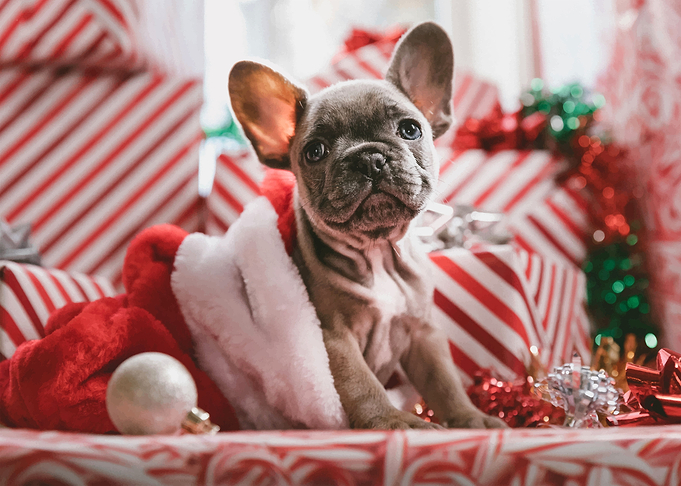 Christmas spirit