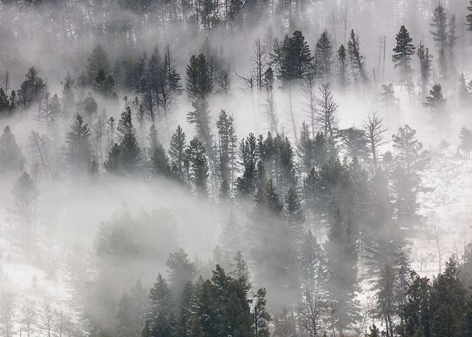 Foggy Forest