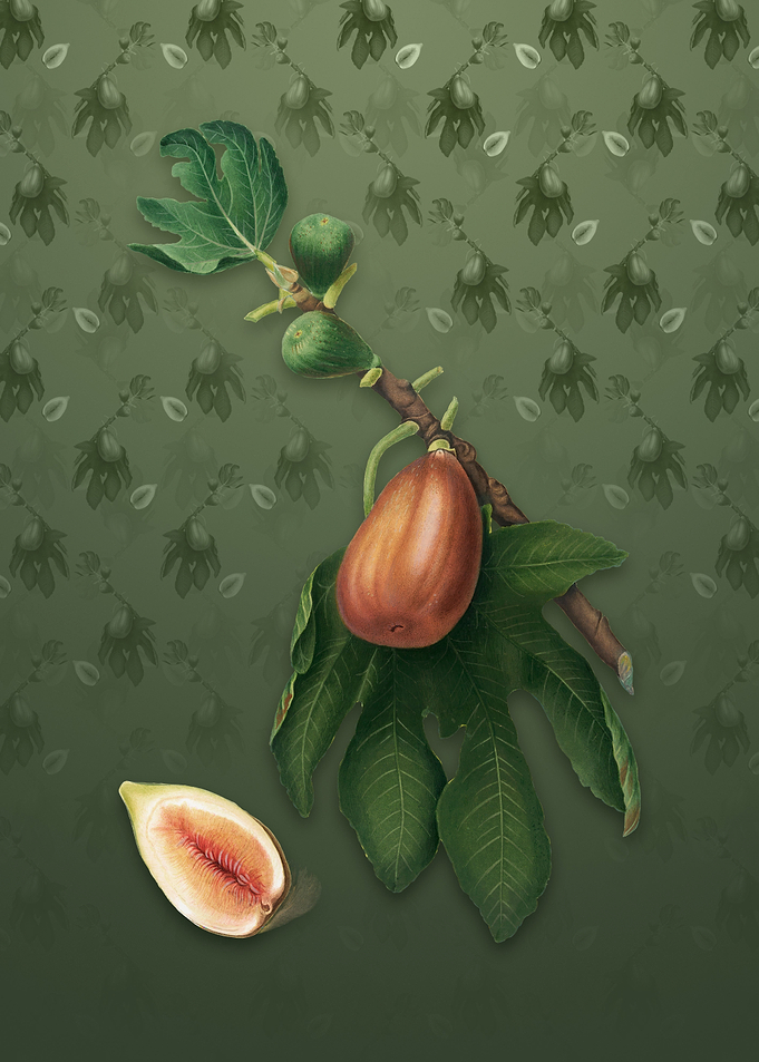 Vintage Fig on Lunar Green