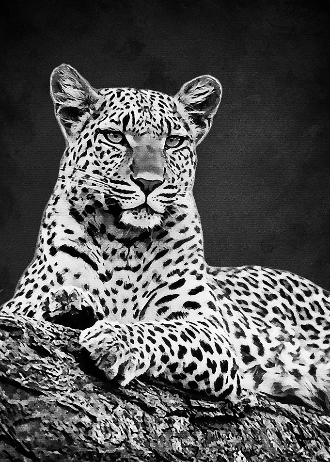 Black Tiger
