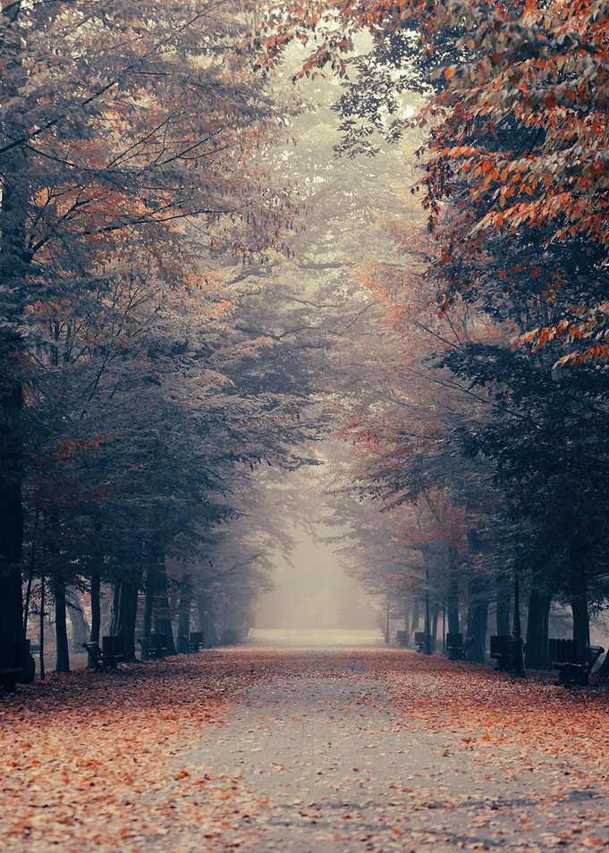 Autumn morning misty park