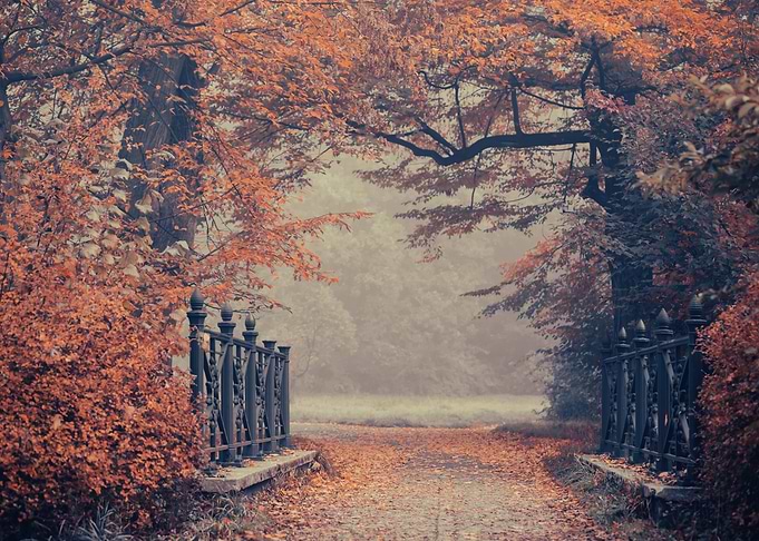 Autumn trees in the forest