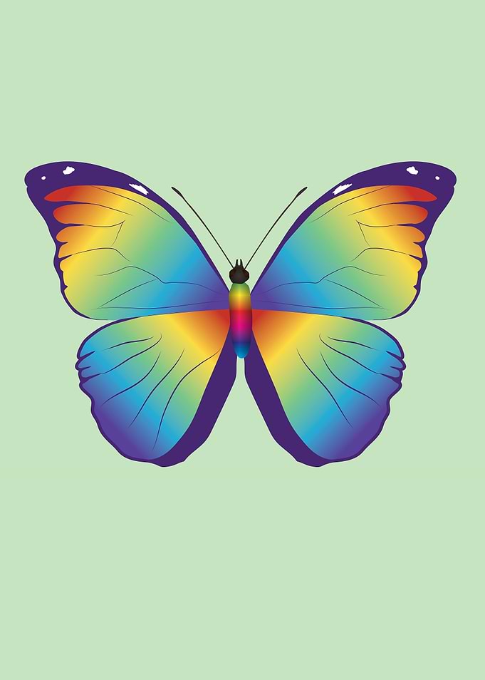 Rainbow butterfly