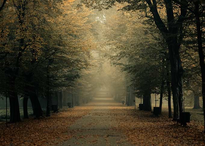 Autumn travel, misty road