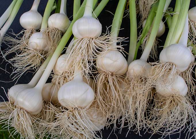 Bunch of garlic