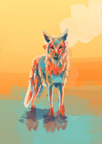 Lone Wild Coyote