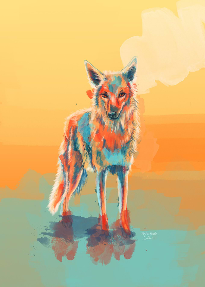 Lone Wild Coyote