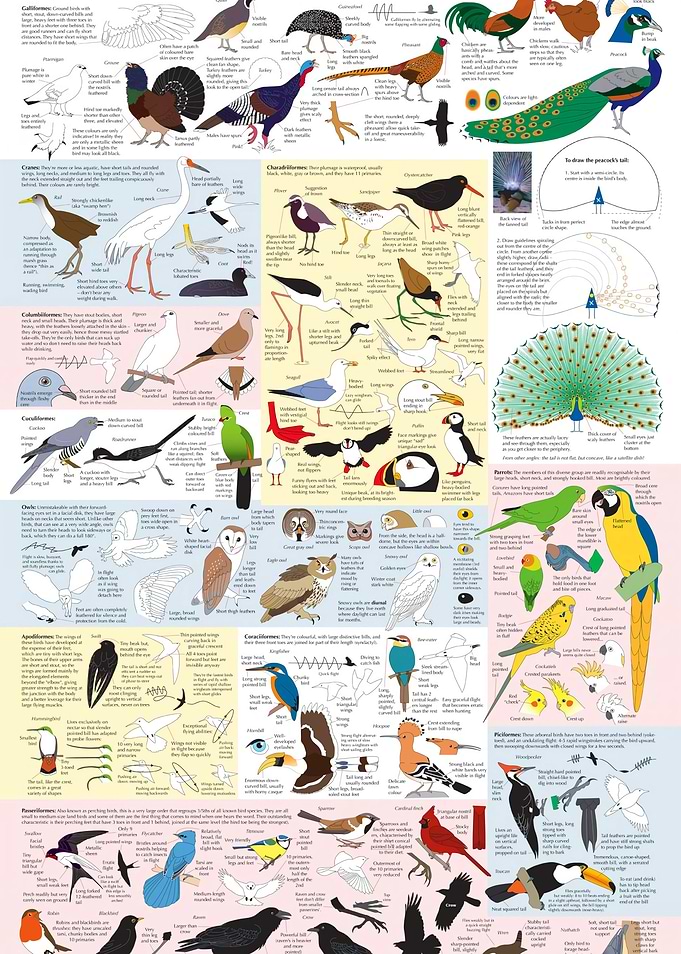 Drawing Birds Catalogue