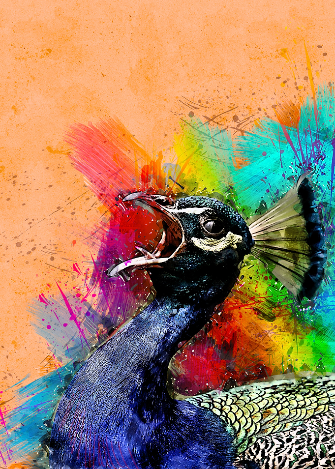 Peacock 210