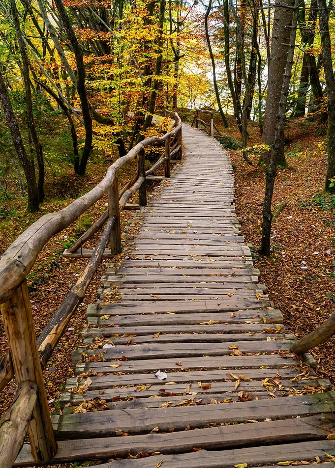Autumn forest