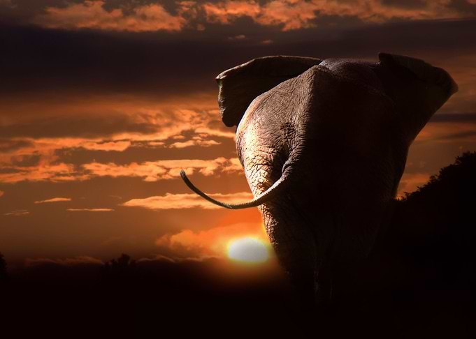Elephant At Sunet