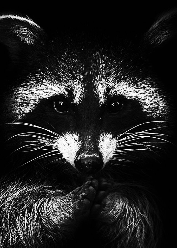 Black Weasel