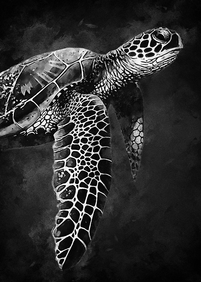Black Turtle
