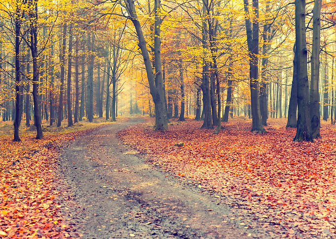 Autumn alley, trees,forest