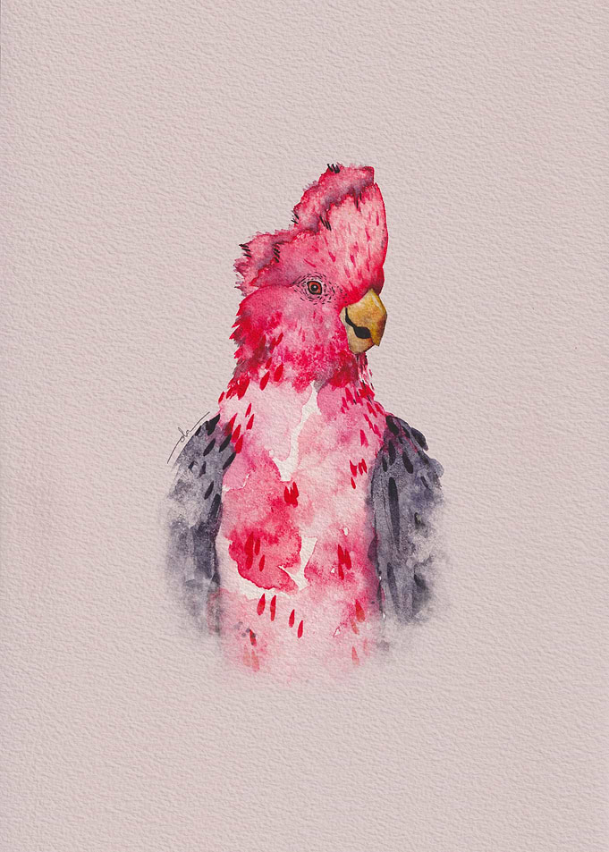 Red And Bold Galah parrot