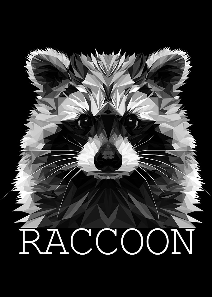 Raccoon