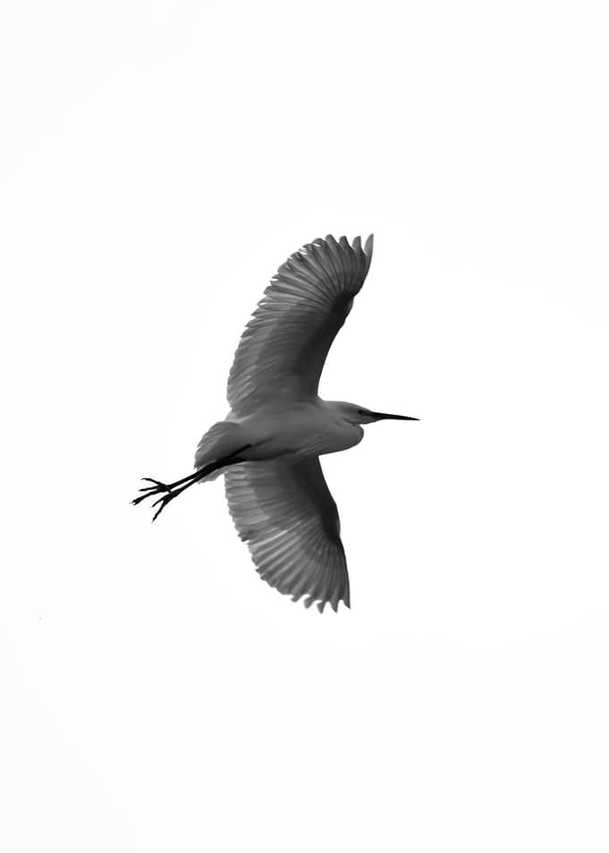 Winged