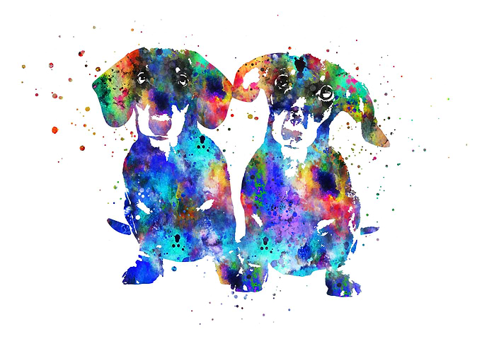 Dachshund