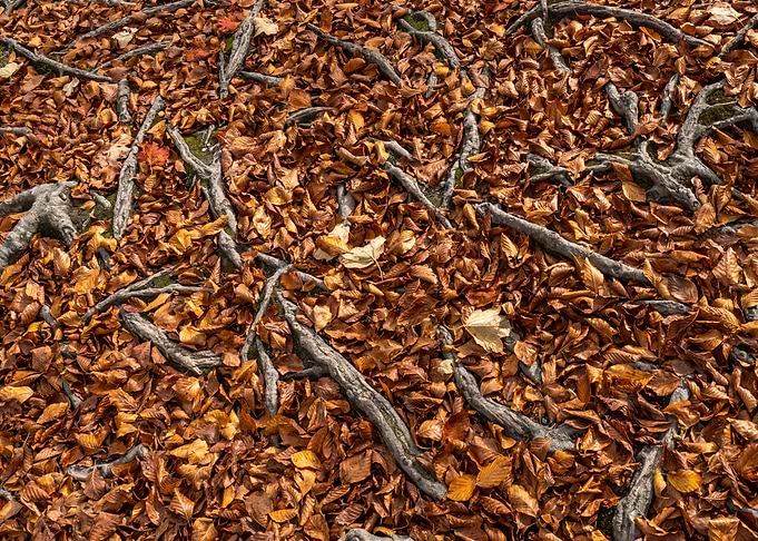 Roots