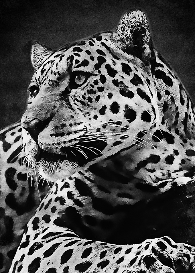 Black Leopard