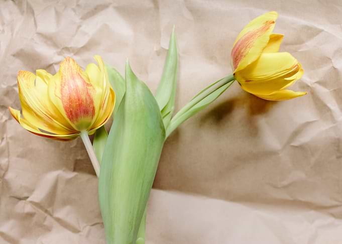 yellow tulips