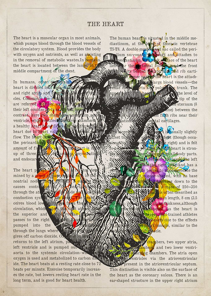 Heart Anatomy