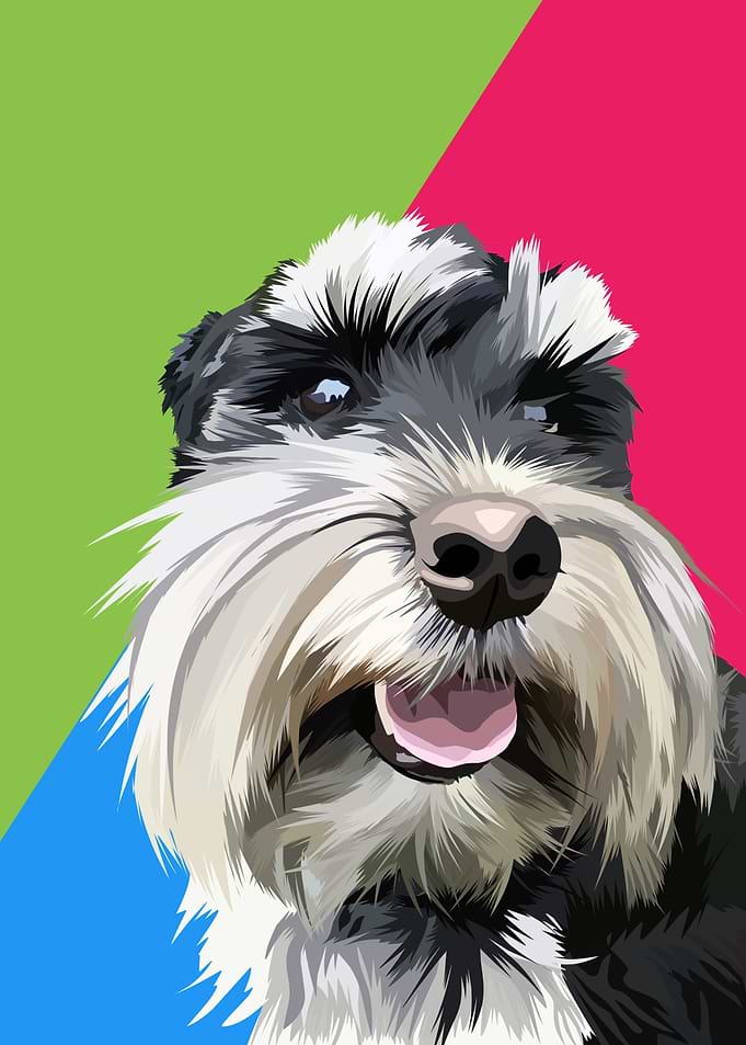 Schnauzer dog in vector