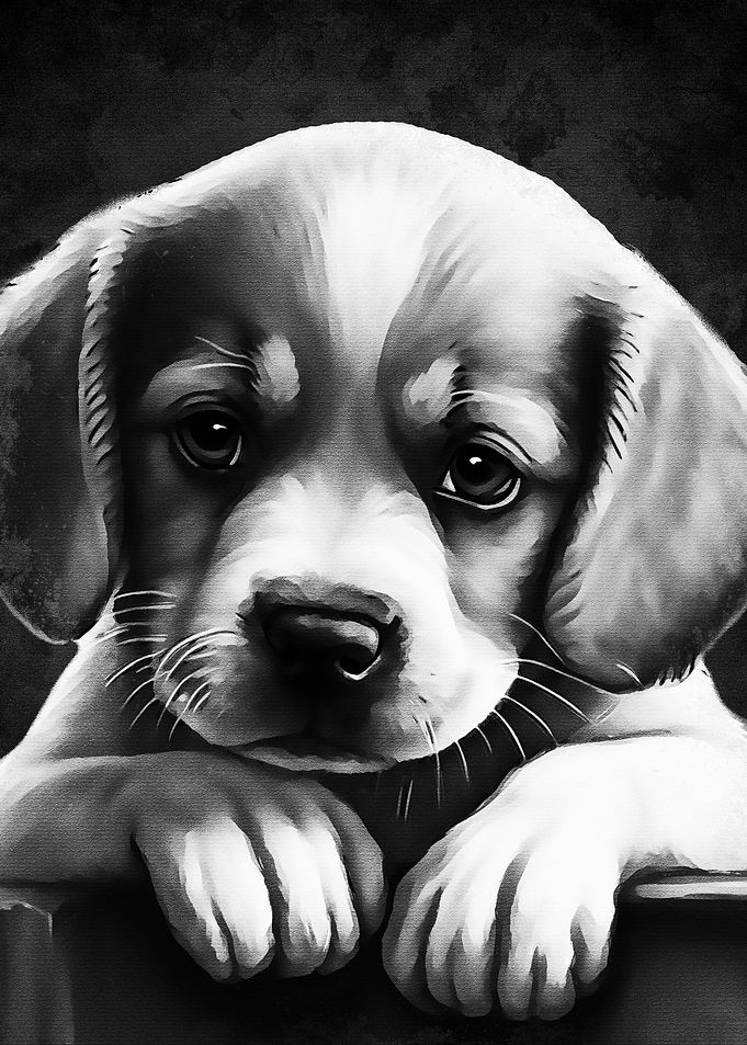 Cute Dog