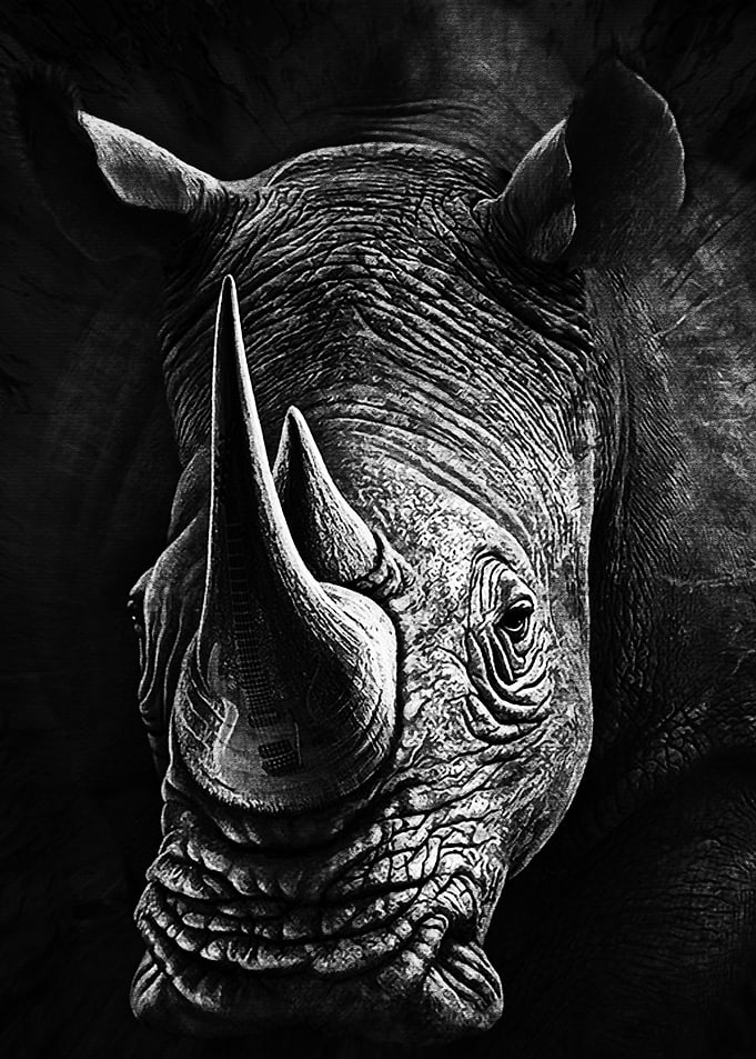 Black Rhinoceros