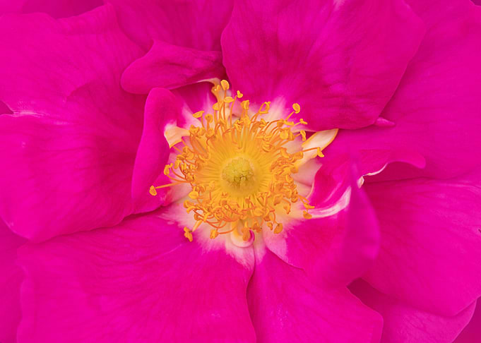 pink rose