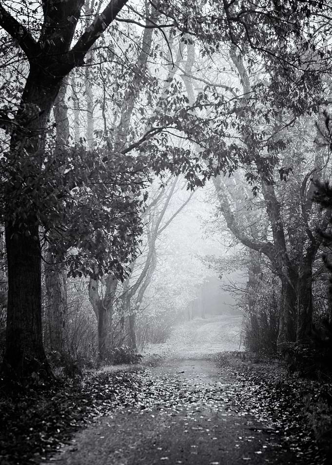 Forest alley, autumn, B&W