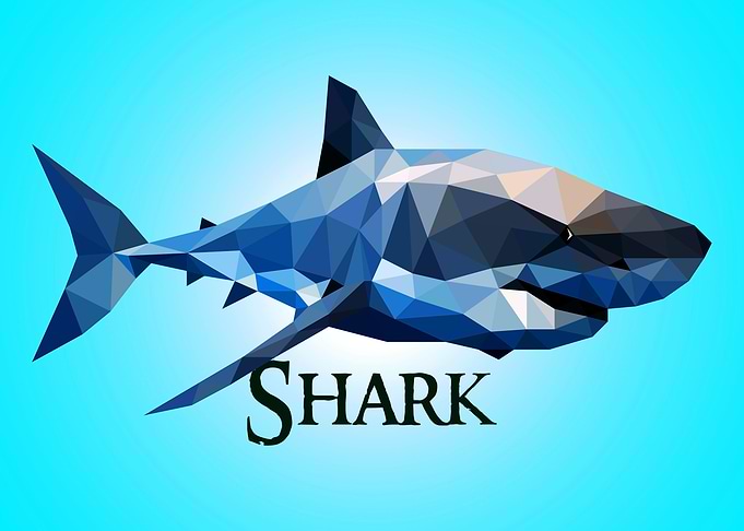 Shark
