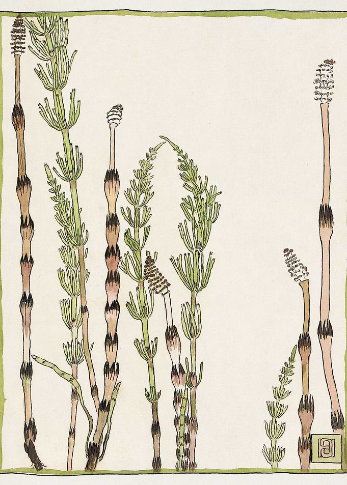 Horsetail 1915 by Hannah