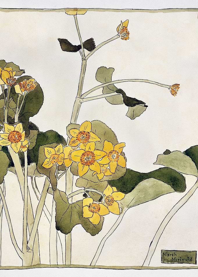 Marsh Marigold 1915